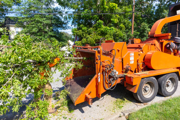 Tree Removal for Businesses in Lake Isabella, MI